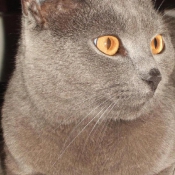 Photo de Chartreux