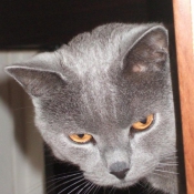 Photo de Chartreux