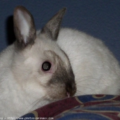 Photo de Lapin