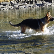 Photo de Berger allemand  poil court