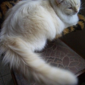 Photo de Ragdoll