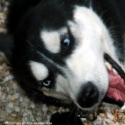 Photo de Husky siberien