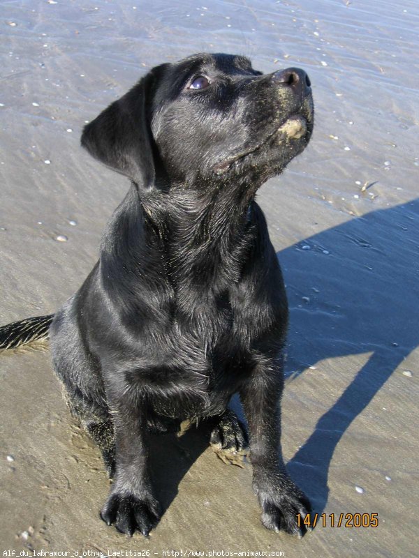 Photo de Labrador retriever