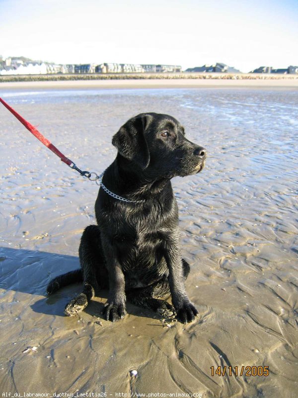 Photo de Labrador retriever