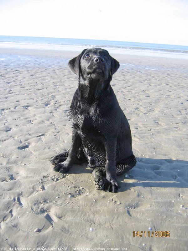 Photo de Labrador retriever