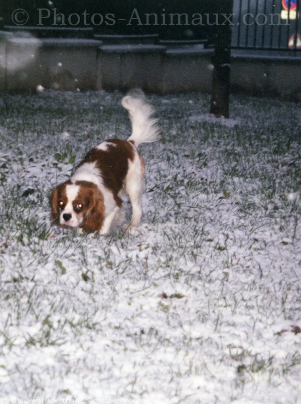 Photo de Cavalier king charles spaniel