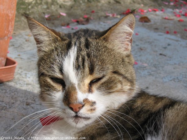 Photo de Chat domestique