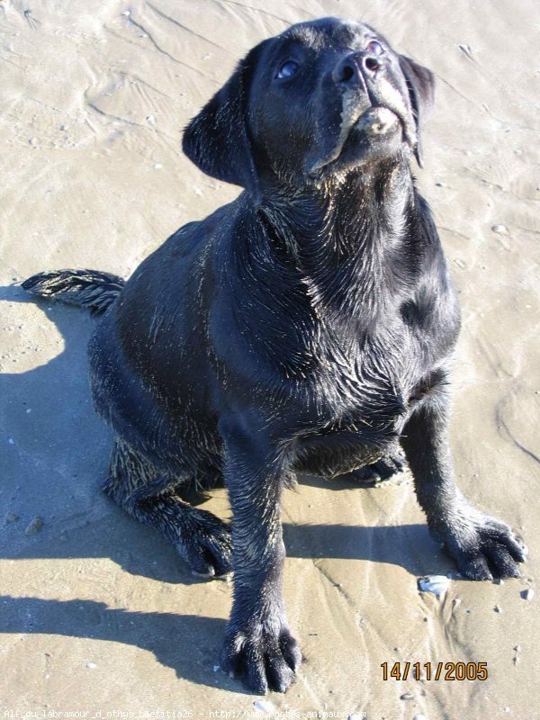 Photo de Labrador retriever