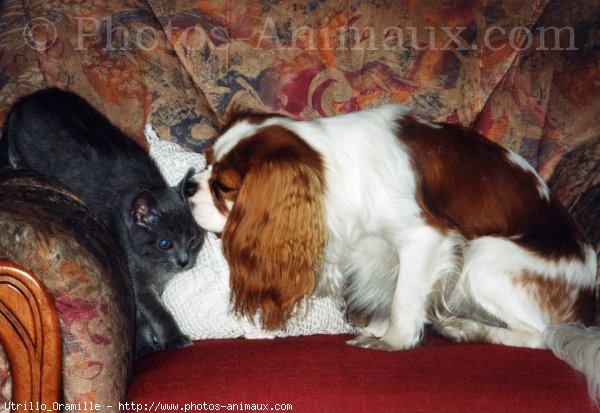 Photo de Cavalier king charles spaniel