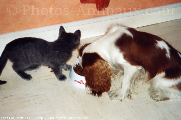 Photo de Cavalier king charles spaniel