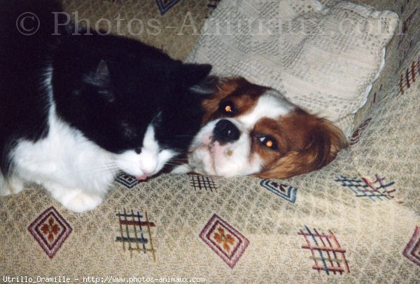 Photo de Cavalier king charles spaniel