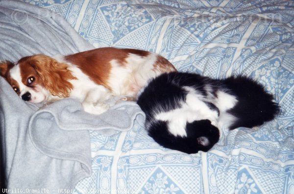 Photo de Cavalier king charles spaniel