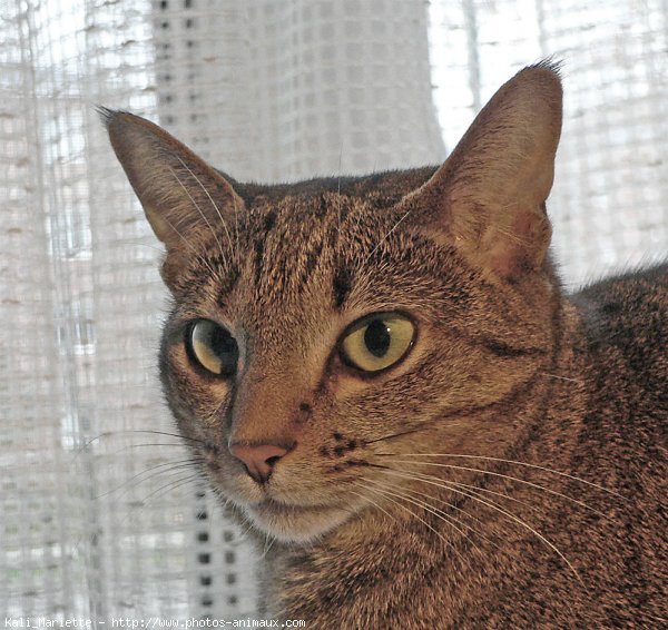 Photo d'Ocicat