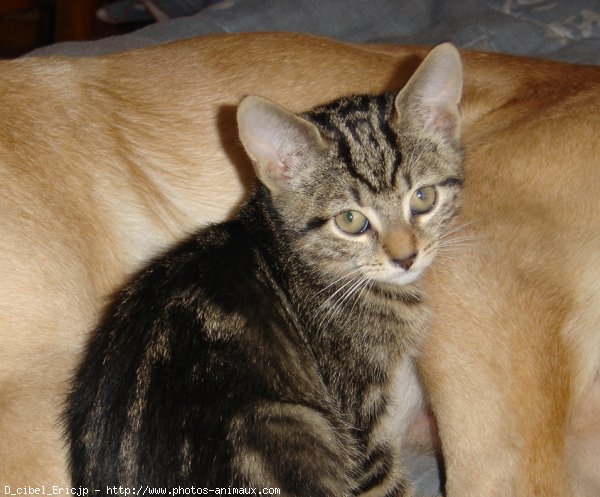 Photo de Chat domestique