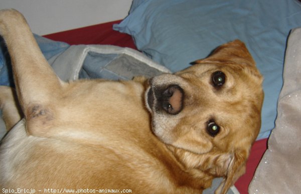 Photo de Labrador retriever