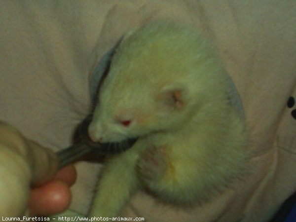 Photo de Furet