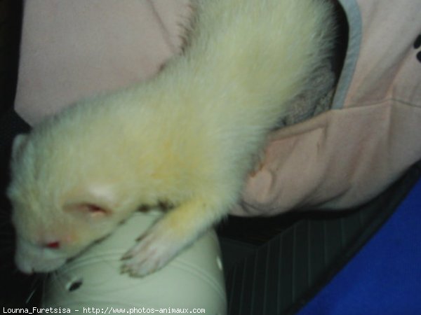 Photo de Furet