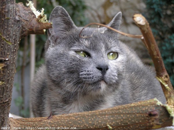 Photo de Chat domestique