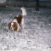 Photo de Cavalier king charles spaniel