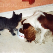 Photo de Cavalier king charles spaniel