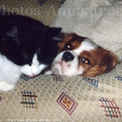 Photo de Cavalier king charles spaniel