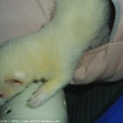 Photo de Furet