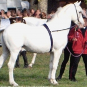 Photo de Lipizzan