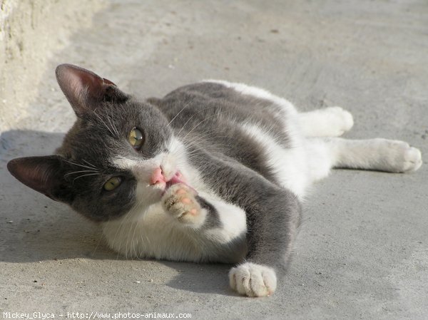 Photo de Chat domestique