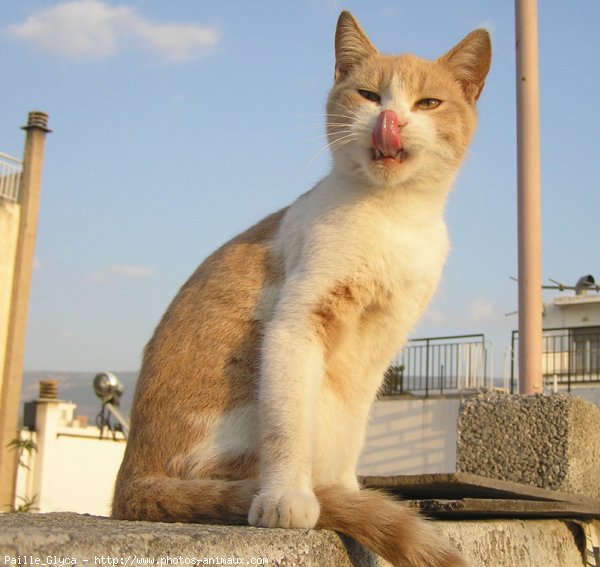 Photo de Chat domestique