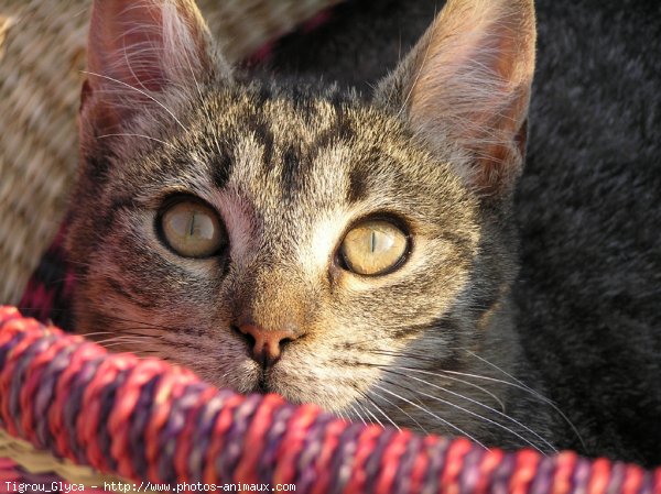 Photo de Chat domestique