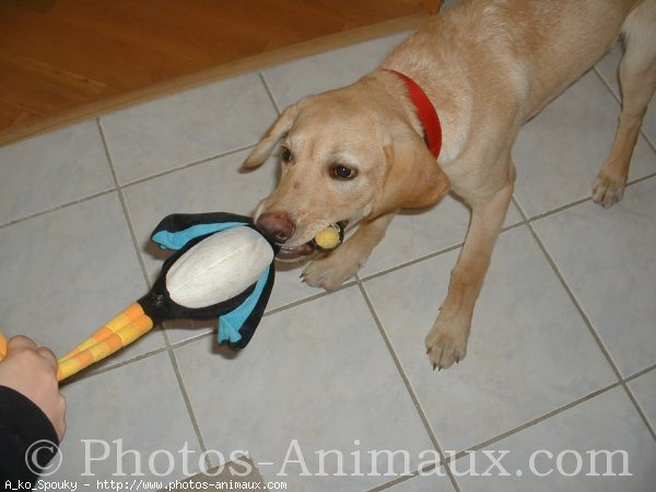 Photo de Labrador retriever