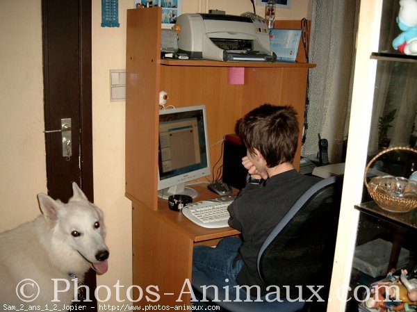 Photo de Berger blanc suisse