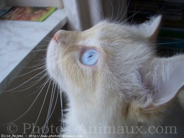 Photo de Ragdoll