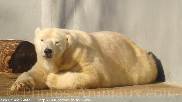 Photo d'Ours