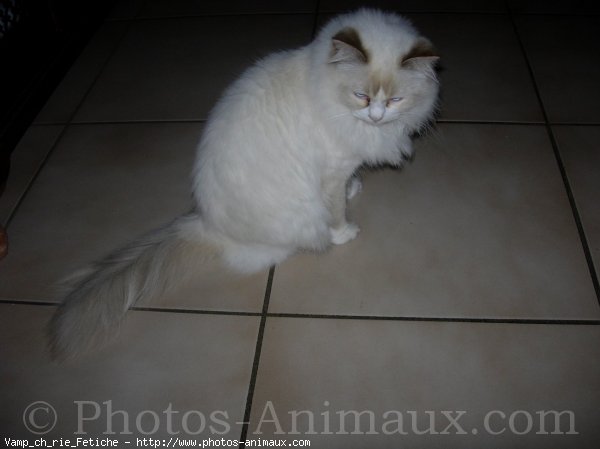 Photo de Ragdoll