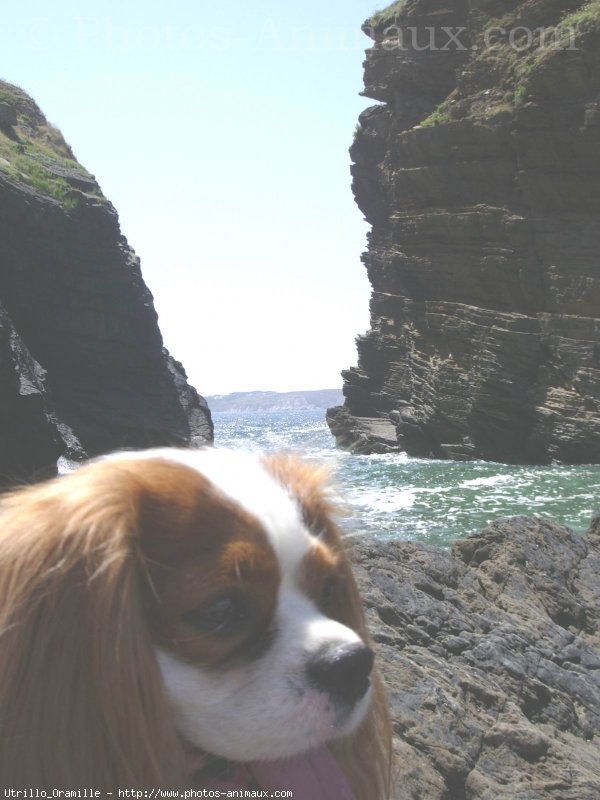 Photo de Cavalier king charles spaniel