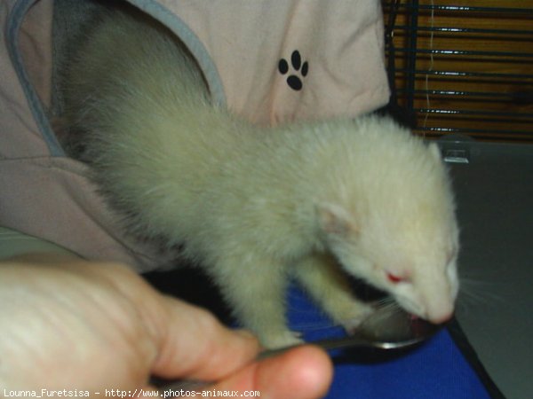 Photo de Furet