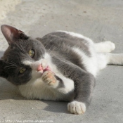 Photo de Chat domestique