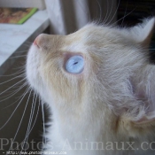 Photo de Ragdoll