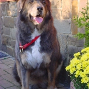 Photo de Dogue du tibet