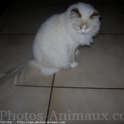 Photo de Ragdoll