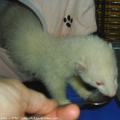 Photo de Furet