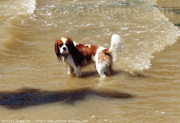 Photo de Cavalier king charles spaniel