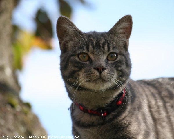 Photo de Chat domestique