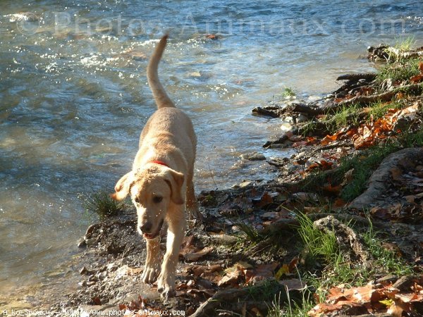 Photo de Labrador retriever