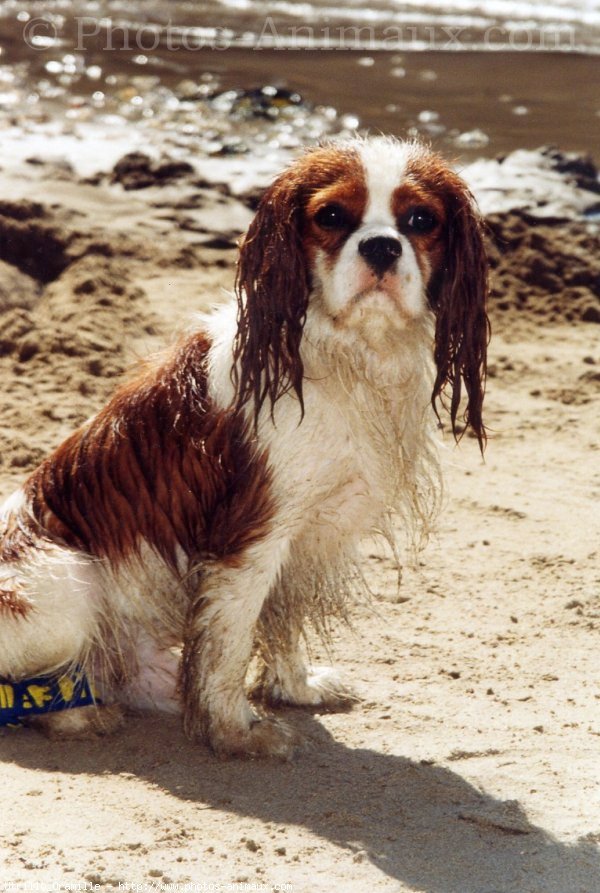 Photo de Cavalier king charles spaniel