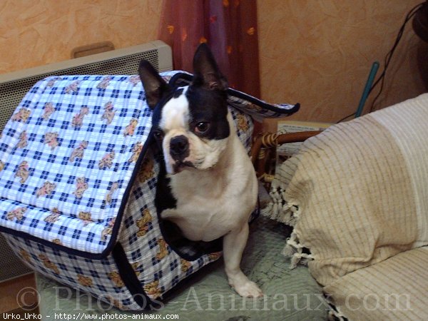 Photo de Boston terrier