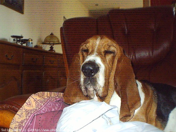 Photo de Basset hound