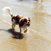 Photo de Cavalier king charles spaniel