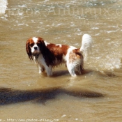 Photo de Cavalier king charles spaniel